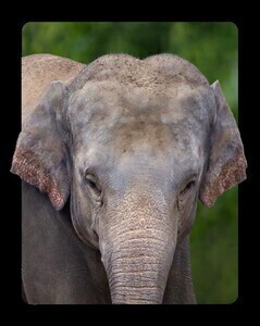 blijdorp-aziatische-olifant-out-of-the-box-small blijdorp-aziatische-olifant-out-of-the-box-small